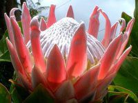 �v���e�A�iProtea�j