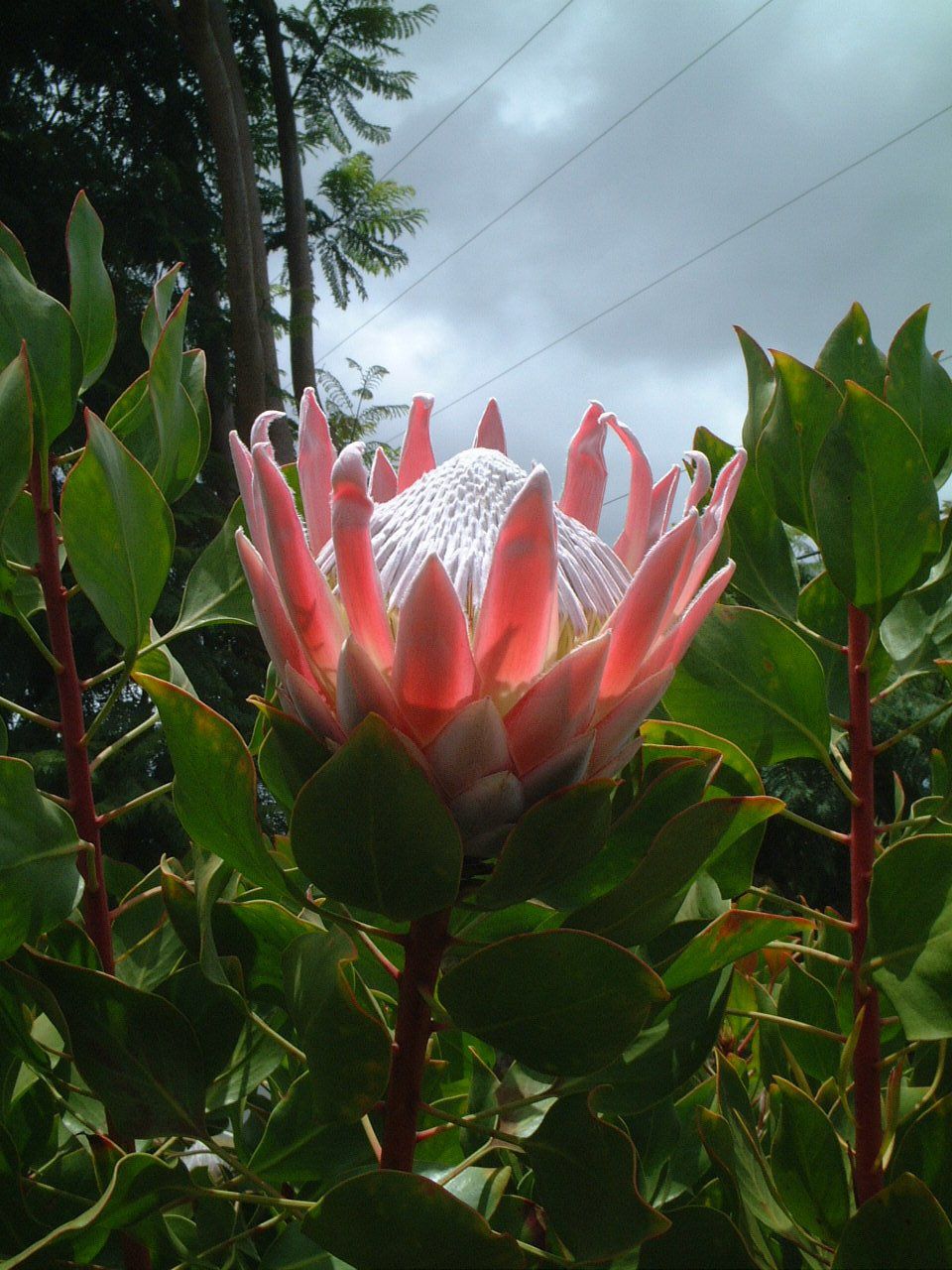 �L���O�v���e�A(King Protea)