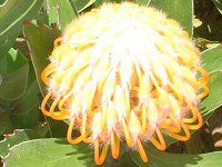 �s���N�b�V����(Pincushions)