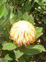 �s���N�b�V����(Pincushions)