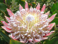 �}�E�C�̃v���e�A(Protea)