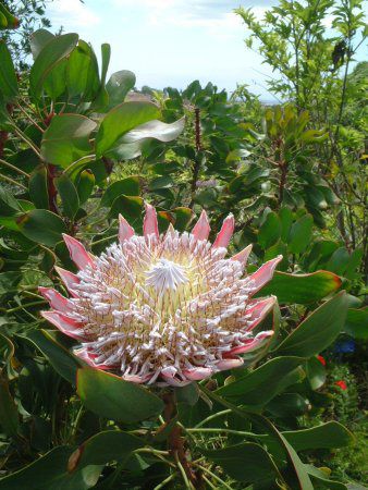 �L���O�v���e�A(King Protea)
