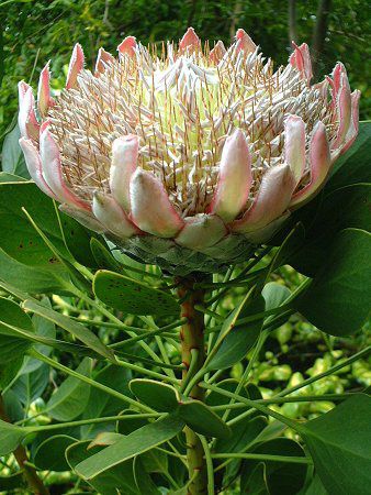 �L���O�v���e�A(King Protea)