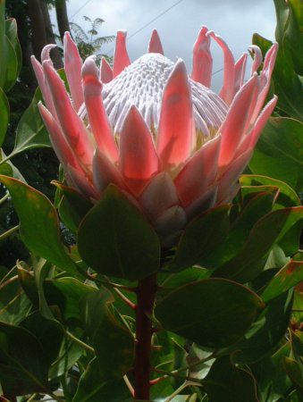 �L���O�v���e�A(King Protea)