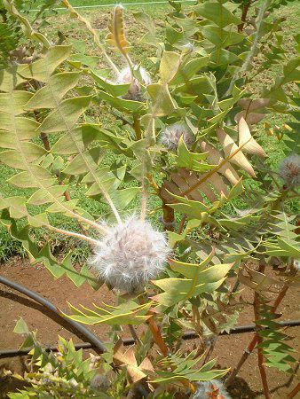 �o�[�h�l�X�g�E�o���N�V���[(Birdnest_Banksia)