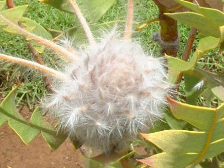 �o�[�h�l�X�g�@�o���N�V���[(Birdnest_Banksia)