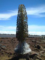 �V���o�[�E�X�E�H�[�h�iSilversword�j