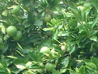 maui-fruit