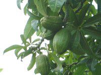 maui-fruit