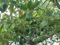 �A�{�J�h(Avocado)