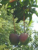 maui-fruit