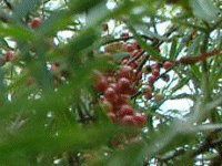 maui-fruit