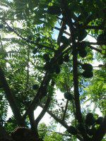 maui-fruit