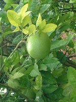 maui-fruit