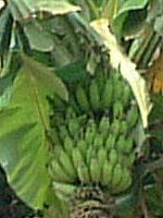 �o�i�i(banana)