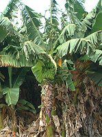 �o�i�i(banana)