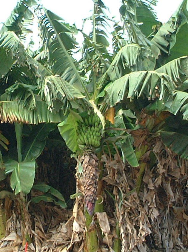 �o�i�i(Banana)