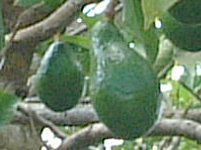 �A�{�J�h(Avocado)