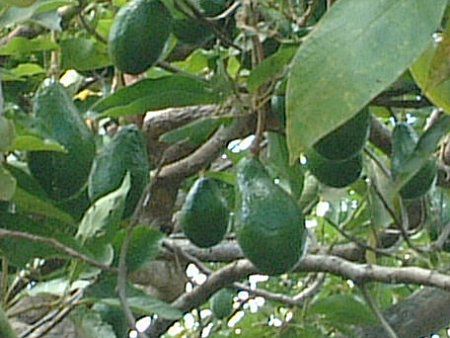 �A�{�J�h(Avocado)