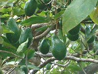 �A�{�J�h(Avocado)