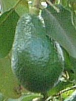�A�{�J�h(Avocado)