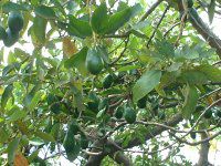 �A�{�J�h(Avocado)