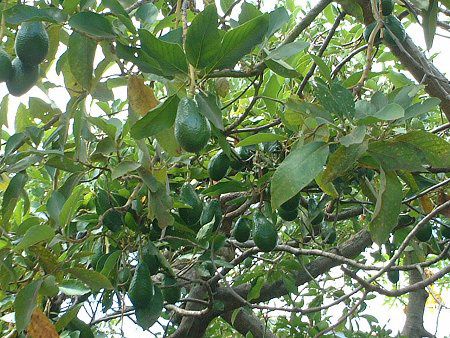 �A�{�J�h(Avocado)