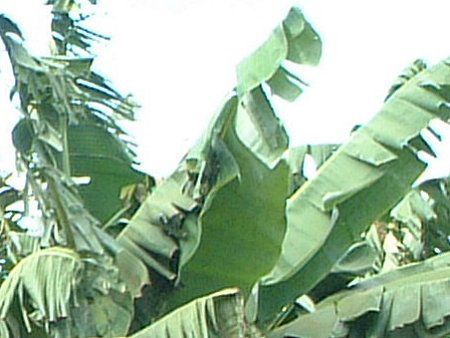 �o�i�i(Banana)