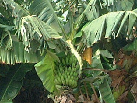 �o�i�i(Banana)
