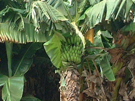 �o�i�i(Banana)