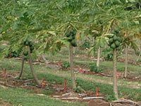 �p�p�C�A(papaya)