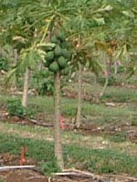 maui-fruit
