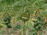 �p�p�C�A(papaya)