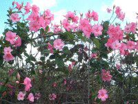 �}�E�C�̃t�����[�A�����W�����g