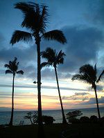 �R�R���V(Coco nuts palm) 
