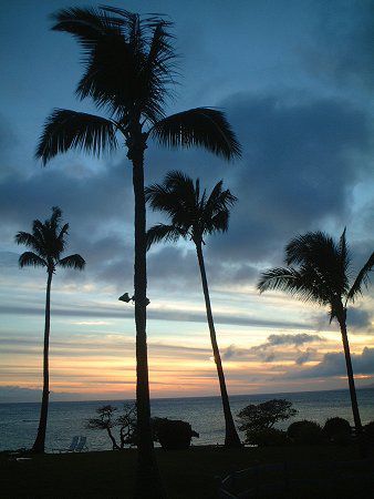 �R�R���V(Coco nuts palm)