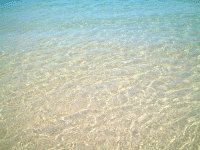 �}�E�C���̐��񂾊C