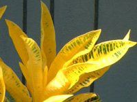 �N���g���E�o���G�K�c��(Croton variegatum�j