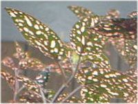 �q�|�G�X�e�X(Hypoestes)