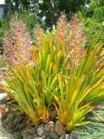 �G�N���A�E�u�������A(Aechmea bromeliad)