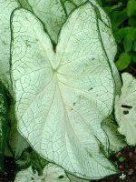 �J���W�E��(Caladium)