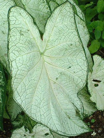 �J���W�E��(Caladium)