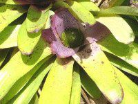 �l�I���Q���A�iNeoregelia�j
