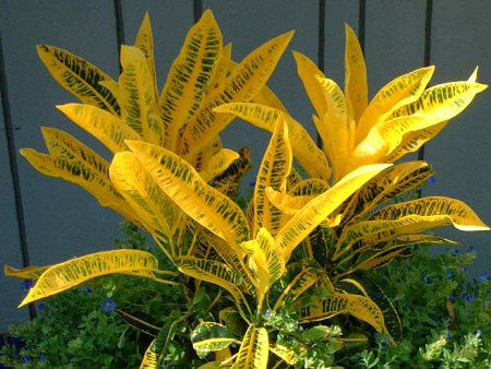 �N���g���E�o���G�K�c��(Croton variegatum)