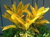 �N���g��(Croton)