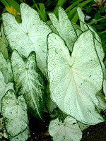 �J���W�E��(Caladium)