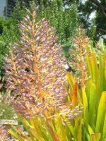 �G�N���A�E�u�������A(Aechmea bromeliad)
