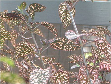 �q�|�G�X�e�X(Hypoestes)
