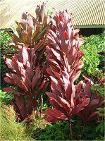 �R���f�B���l '�p�[�v���R���p�N�^'(Cordyline 'Purple compacta')
