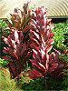 �R���f�B���l '�p�[�v�� �R���p�N�^'(Cordyline 'Purple compacta')